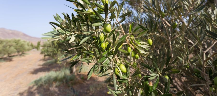 Olivos. Cultivos ecológicos