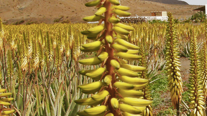 varieties of Aloe Vera suitable for the human body