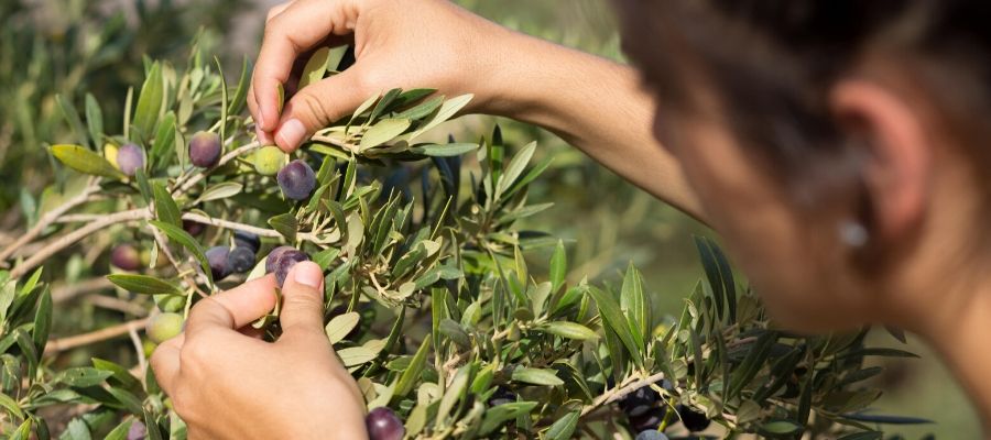 Recolección de olivas para la elaboración de aceite de oliva ecológico