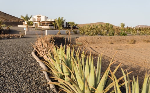 Plantas de Aloe vera
