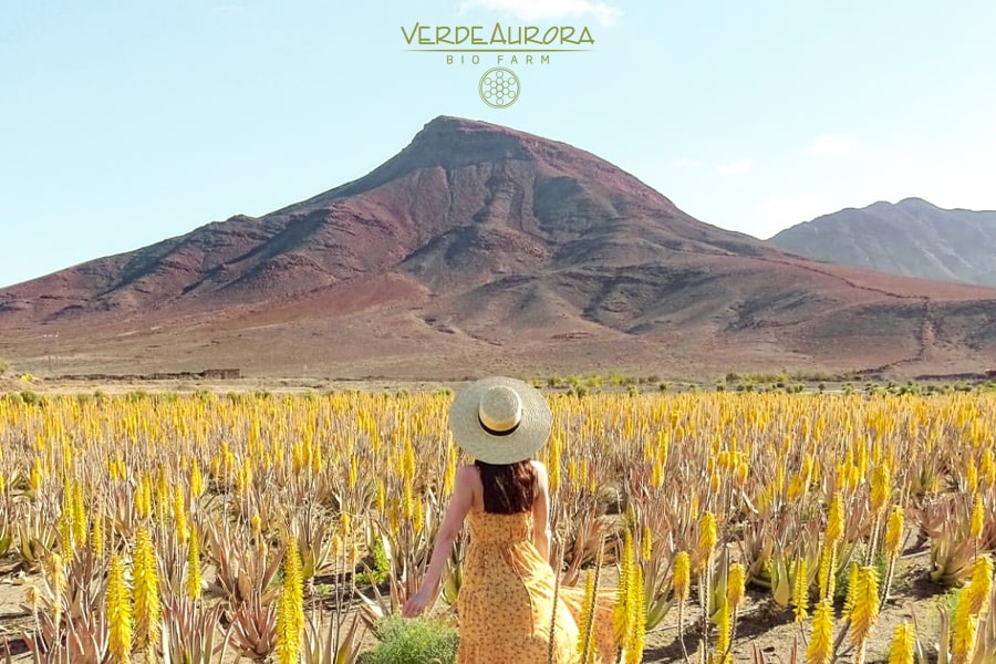 Aloe vera de fuerteventura
